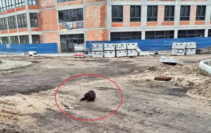 dziki w mieście,dziki otwock,dzikie przygody,bóbr w otwocku,ekopatrol otwock,SRS - Animal Rescue Poland