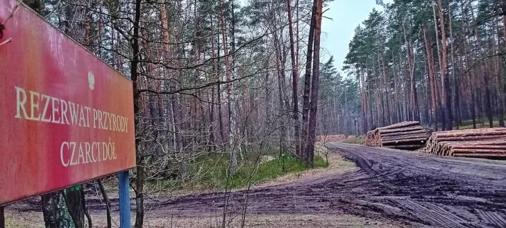 wycinka lasu celestynów,wycinka lasów państwowych,wycinka lasu park celestynów,drewno sprzedaż celestynów,mazowiecki park krajobrazowy celestynów
